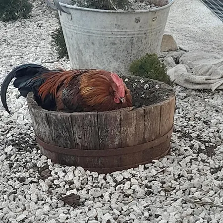 Kuca Za Odmor Lana Appartement
